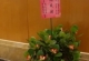 台北市商業會致贈大會成功花籃
